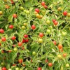 Park Seeds Tepin Pepper Seeds, Pack of 25 Seeds