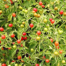 Park Seeds Tepin Pepper Seeds, Pack of 25 Seeds