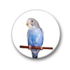 Merchandise for Fans Budgies Budgies Yellow / Blue / Green