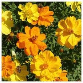 Everwilde Farms - 1 Oz Dwarf Mixed Cosmos Wildflower Seeds - Gold Vault