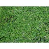 500 Live Duckweed Plants (Lemina Minor)