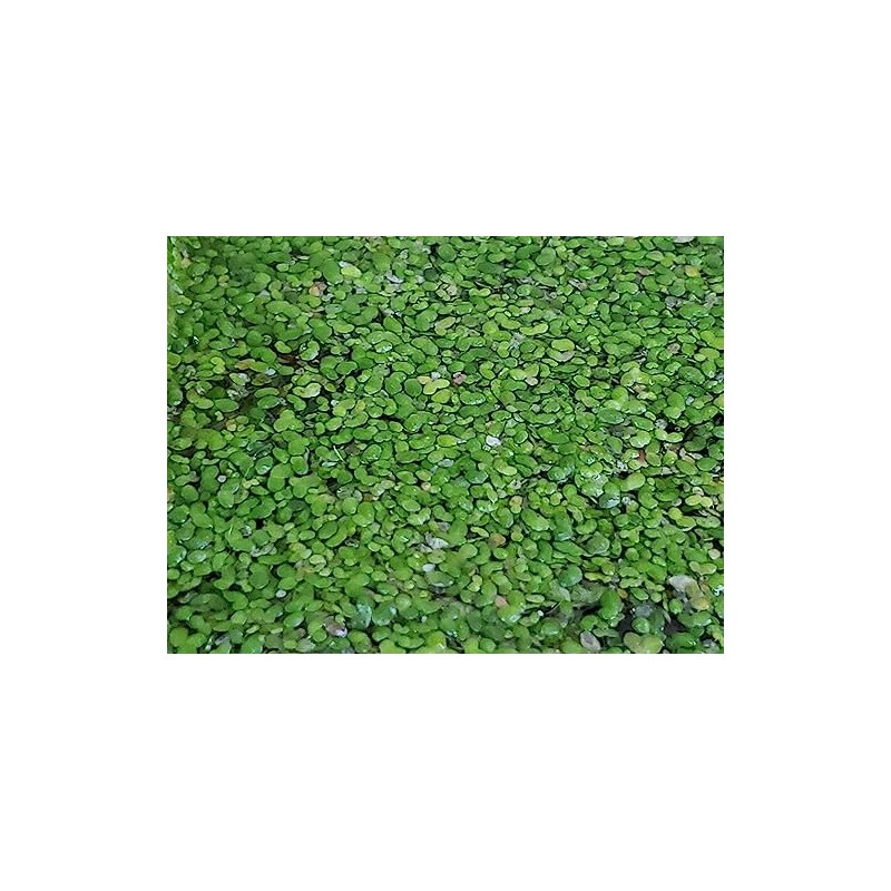 500 Live Duckweed Plants (Lemina Minor)