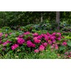 Premier Plant Solutions 21376 Summer Crush Hydrangea Macrophylla Flowering Shrub