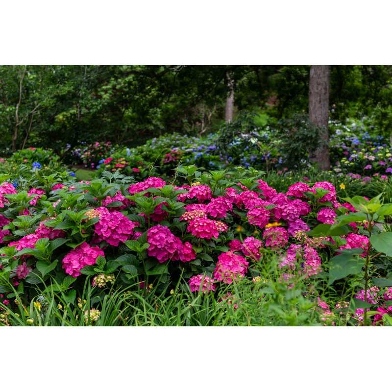 Premier Plant Solutions 21376 Summer Crush Hydrangea Macrophylla Flowering Shrub