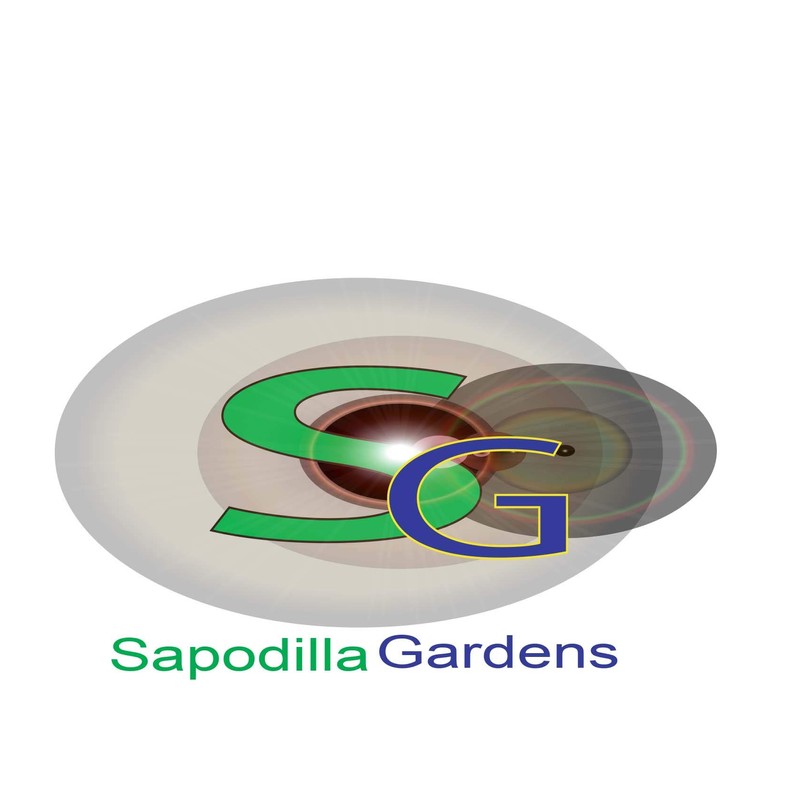 Kaffir Lime Tree Organic 5 Seeds Fresh