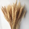 CoolCrafts 100 Stems Dried Wheat Stalks Natural Wheat Bundle for