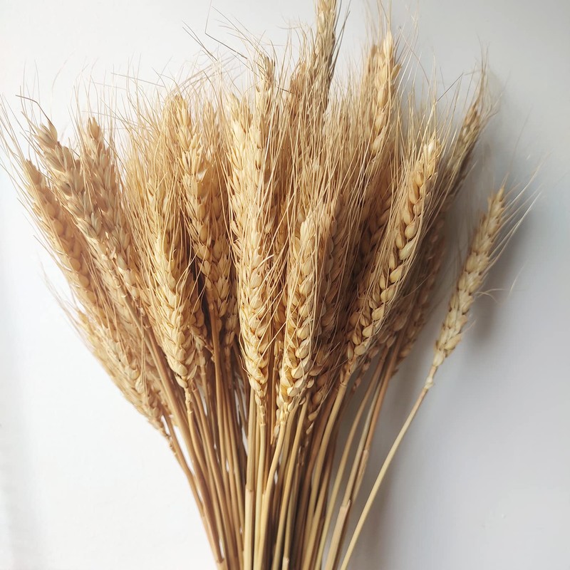 CoolCrafts 100 Stems Dried Wheat Stalks Natural Wheat Bundle for