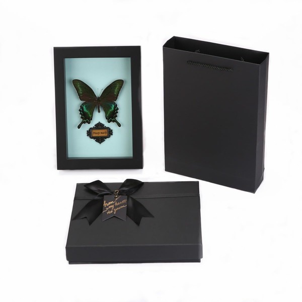 Wall Art Decoration Real Butterfly Framed Butterfly Taxidermy - Butterfly