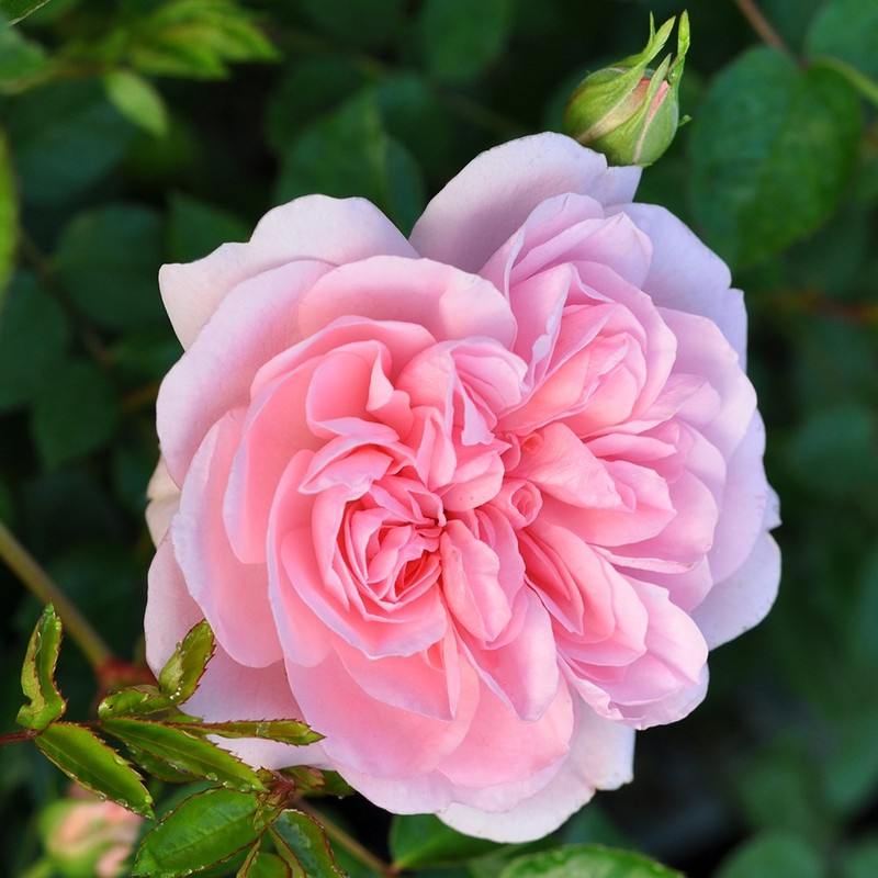 Heirloom Roses Rose Plant - Bonica® Pink Rose Bush, Landscape