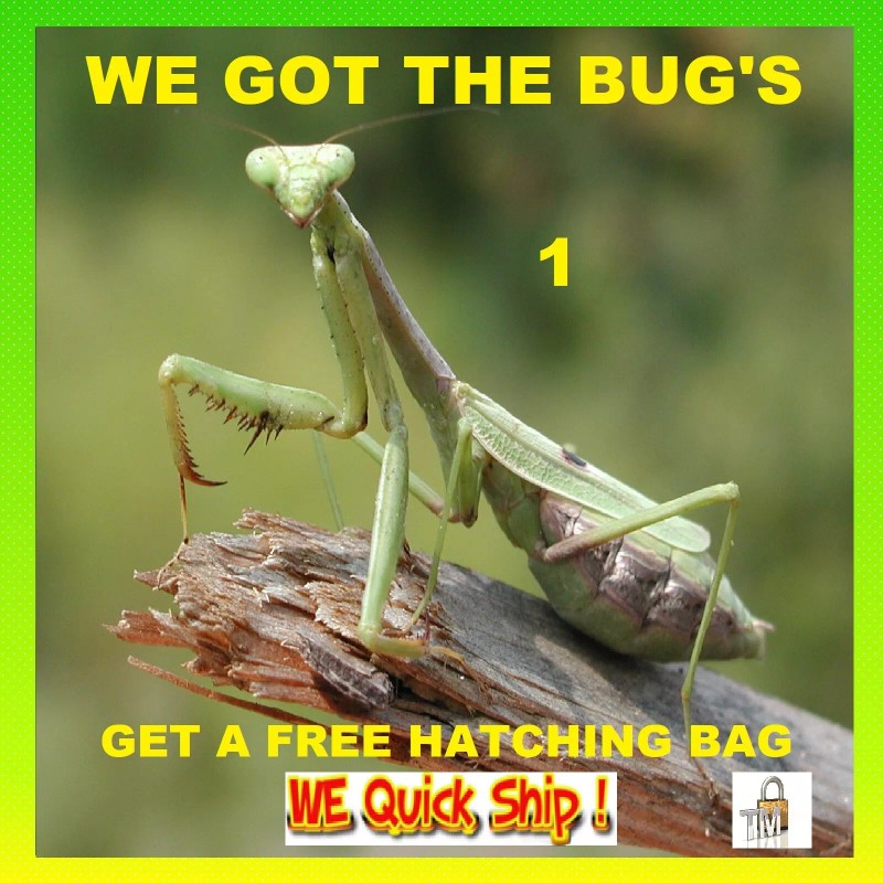 Fresh Picked Praying Mantis Egg Cases + FREE HATCHING BAG