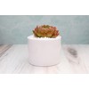 Live Echeveria Succulent Plant – Fully Rooted 4-Inch Echeveria Succulent