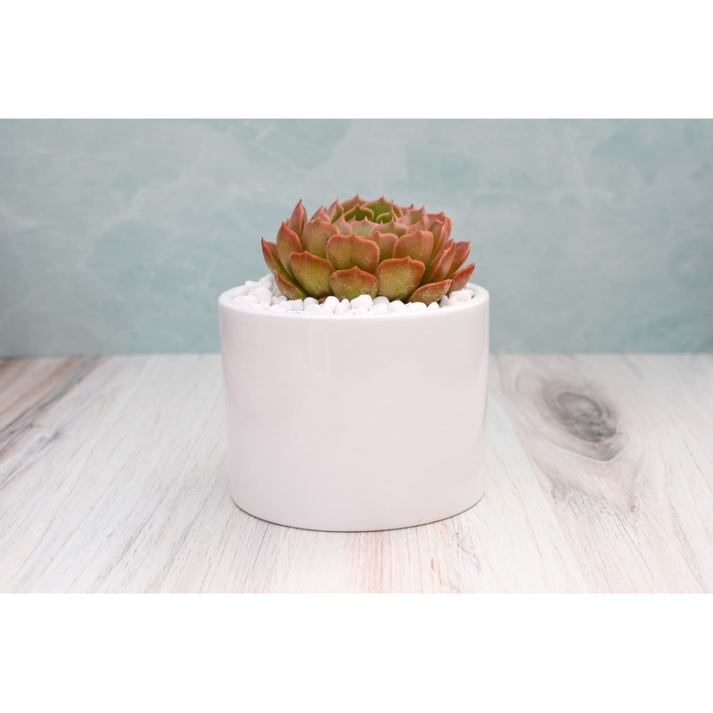 Live Echeveria Succulent Plant – Fully Rooted 4-Inch Echeveria Succulent