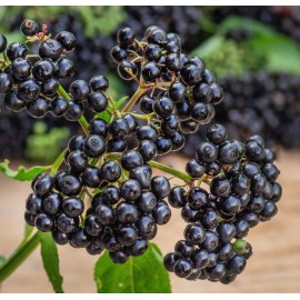 Unbranded 6 Varieties Black Elderberry Plants- Potted- American and European Varieties - 8 plants