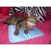 Snugglesafe Kühlpad für Hunde