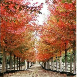 Tree Sun Valley Red Maple Tree - 12-24" Tall - Quart Pot - Live Plant - Ships Potted