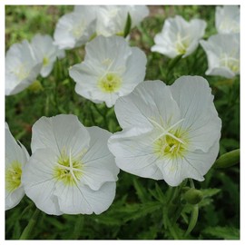 Everwilde Farms - 1/4 Lb Pale Evening Primrose Native Wildflower Seeds - Gold Vault