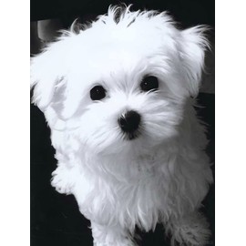 QAZWSX Diamond Painting White Maltese Dog Crystal Rhinestone Art Craft Gift Paint by Number Pictures Embroidery Cross Stitch 5D DIY Kits Full Drill for Adults for Home Wall Decor, 30x40 cm