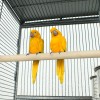 Segawe 61" Large Bird Cage Top Play Non Toxic Power