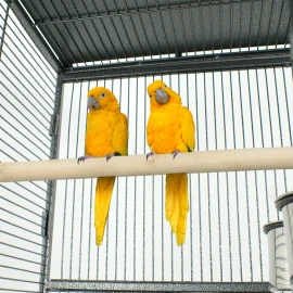 Segawe 61" Large Bird Cage Top Play Non Toxic Power Coated Steel Best Pet Cage