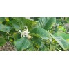 Tree 10 Meyer Lemon Seeds Organic 🍋 Freshly Harvested 01/25