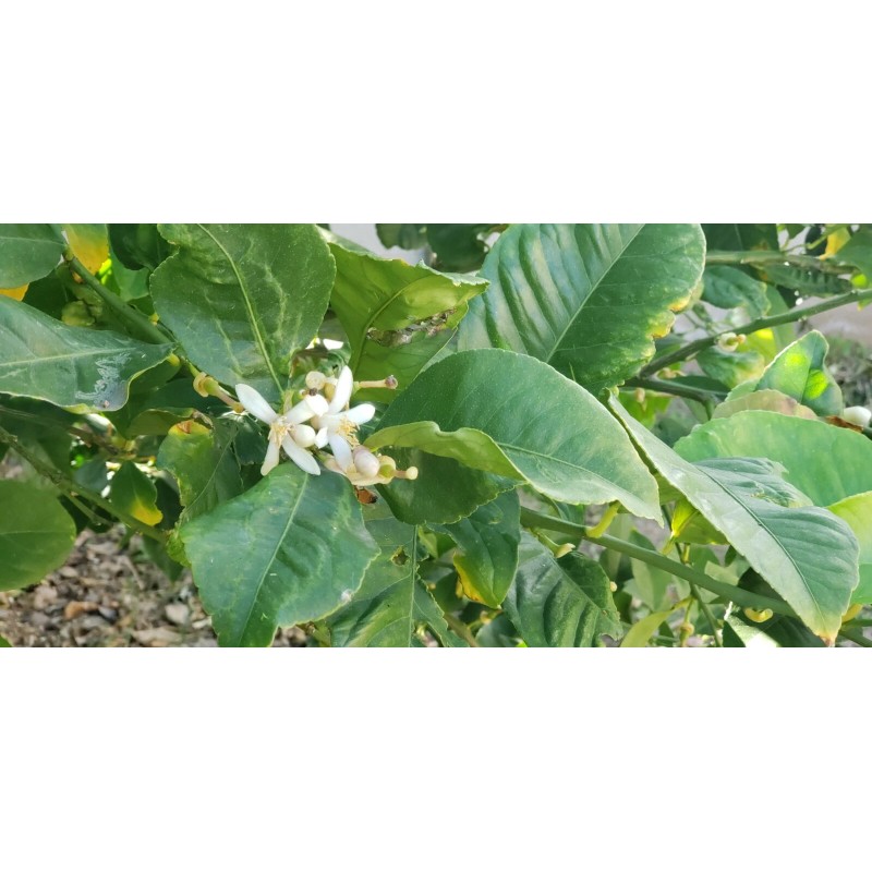 Tree 10 Meyer Lemon Seeds Organic 🍋 Freshly Harvested 01/25