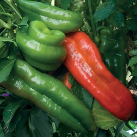 Southeast Seeds Sweet Marconi Rosso Pepper Seeds, Italian Pepper, NON-GMO, Variety Sizes Sold - 50 Seeds