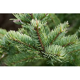 Balsam FIR Idaho Essential Oil Aromatherapy Glass Bottle 0.5 OZ 1 OZ (1 OZ(30 ML) Euro Dropper)