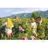 TooGet Natural Pink Rose Buds Scented Rose Petals Real Dry