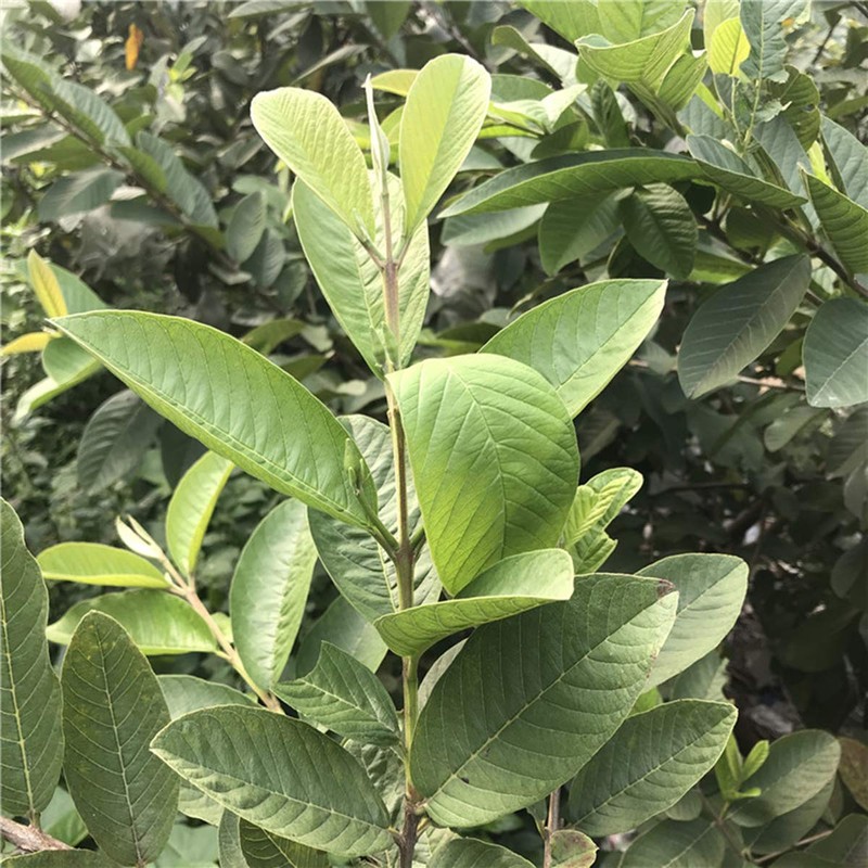 Dried Whole Guava Leaves, Natural Guava Tea, Loose Leaf Tea