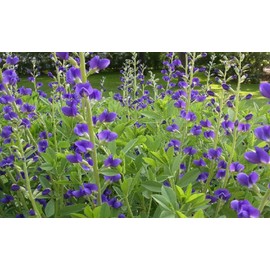 Indigo Powder (INDIGOFERA TINCTORIA) For Hair (PACK OF 2) (200 Grms) 0.44 LB (External Use)