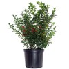 Ilex X meserveae 'Blue Princess' (Blue Holly) Evergreen, #3 -