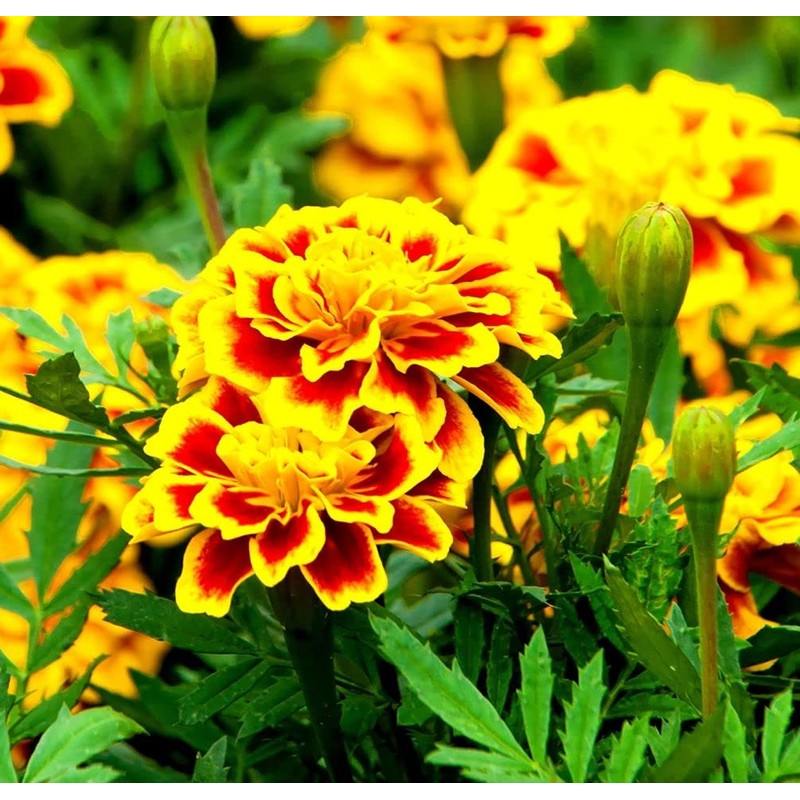 200 Pcs Mixed Marigold Seeds Flower to Plant Bonsai Home