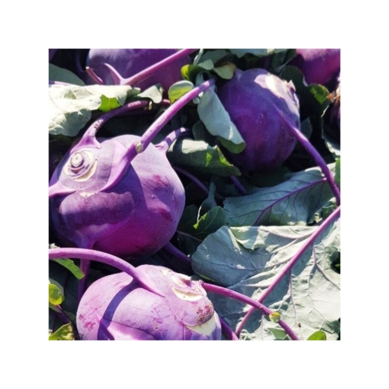 Domestic crunchy seasonal kohlrabi special 4kg / 국내산 아삭아삭 제철