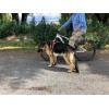 Correa Perro Para Bicicleta
