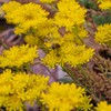 Outsidepride Sedum Ellacombianum - 1000 Seeds