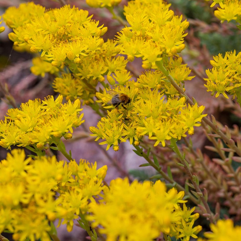 Outsidepride Sedum Ellacombianum - 1000 Seeds