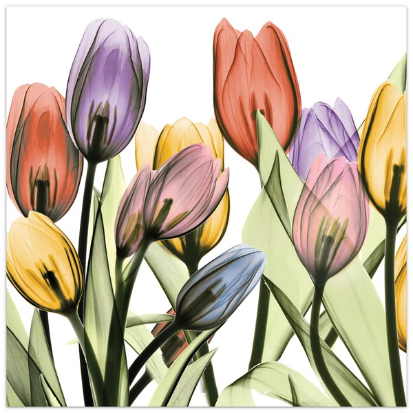 Empire Art Direct Tulip Scape X-Ray I Flower Wall Art on Frameless Free Floating Tempered Glass Panel Ready to Hang, Living Room, Bedroom & Office, 24 in x 24 in x 0.2 in, Multicolor