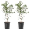 Bald Cypress Tree, Deciduous Conifer, Flood Tolerant, Cold Tolerant, 2-3