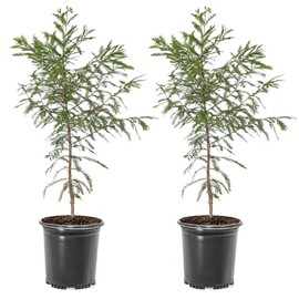 Bald Cypress Tree, Deciduous Conifer, Flood Tolerant, Cold Tolerant, 2-3 ft Tree Height, 1 gal Nursery Pot (Due to Agricultural Laws, we Cannot Ship to CA, AZ, AK, or HI), 2 Trees