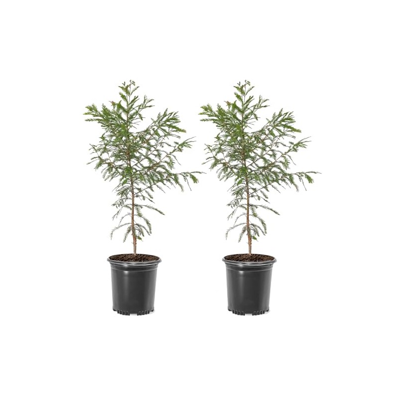 Bald Cypress Tree, Deciduous Conifer, Flood Tolerant, Cold Tolerant, 2-3