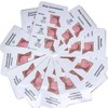 Speech articulation Anatomy Pocket Charts