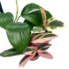 Florida House Plants BubbleBlooms Indoor Foliage Assortment, 4 inch Set