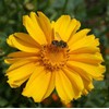 Lanced Leaf Coreopsis Seeds - 1000 Seeds - 36" Tall
