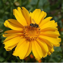 Lanced Leaf Coreopsis Seeds - 1000 Seeds - 36" Tall