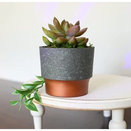 The HC Companies 3 Inch Sprite Mini Succulent Pot- Smal Plastic Planter with Drainage for Indoor Plants, Faux Concrete Copper