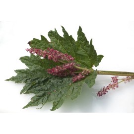 Pure Herbs: Turkey Rhubarb - 1 oz.