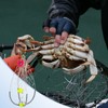 Crab Net | Automatic Folding Efficient Crab Cage,Compact Crab Net,