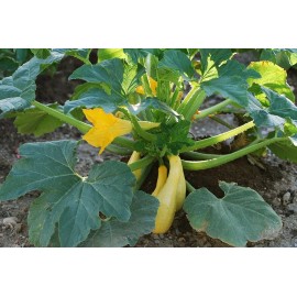 Valley View Ranch Zucchini Prolific Straightneck yellow or Elite green Summer Squash,NON GMO seeds - yellow squash 8 oz seeds