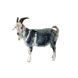 Goat Harness, Asatre Adjustable Lined Hemp Goat or Sheep Harness, Livestock Halter, Durable Multi-Clasp Harness, Eco-Friendly Livestock Gear, Comfortable Farm Pet Accessory (Large)