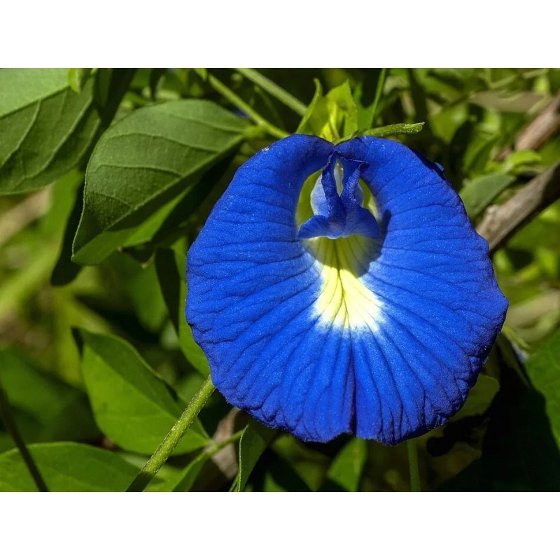 Buy Rare Seeds Clitoria ternatea Single Blue | Butterfly Pea